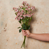 Astrantia Real Touch Flower Stem