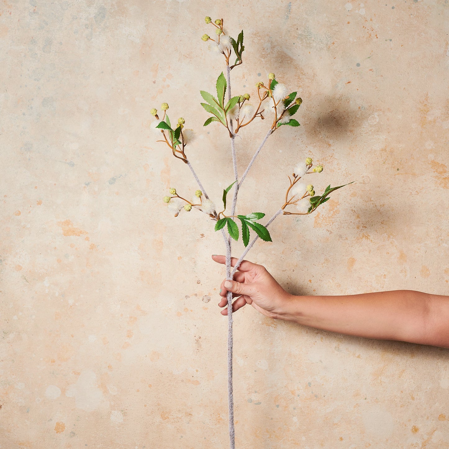 Blackwood Wattle Real Touch Flower Stem