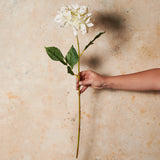 Dahlia  Flower Stem