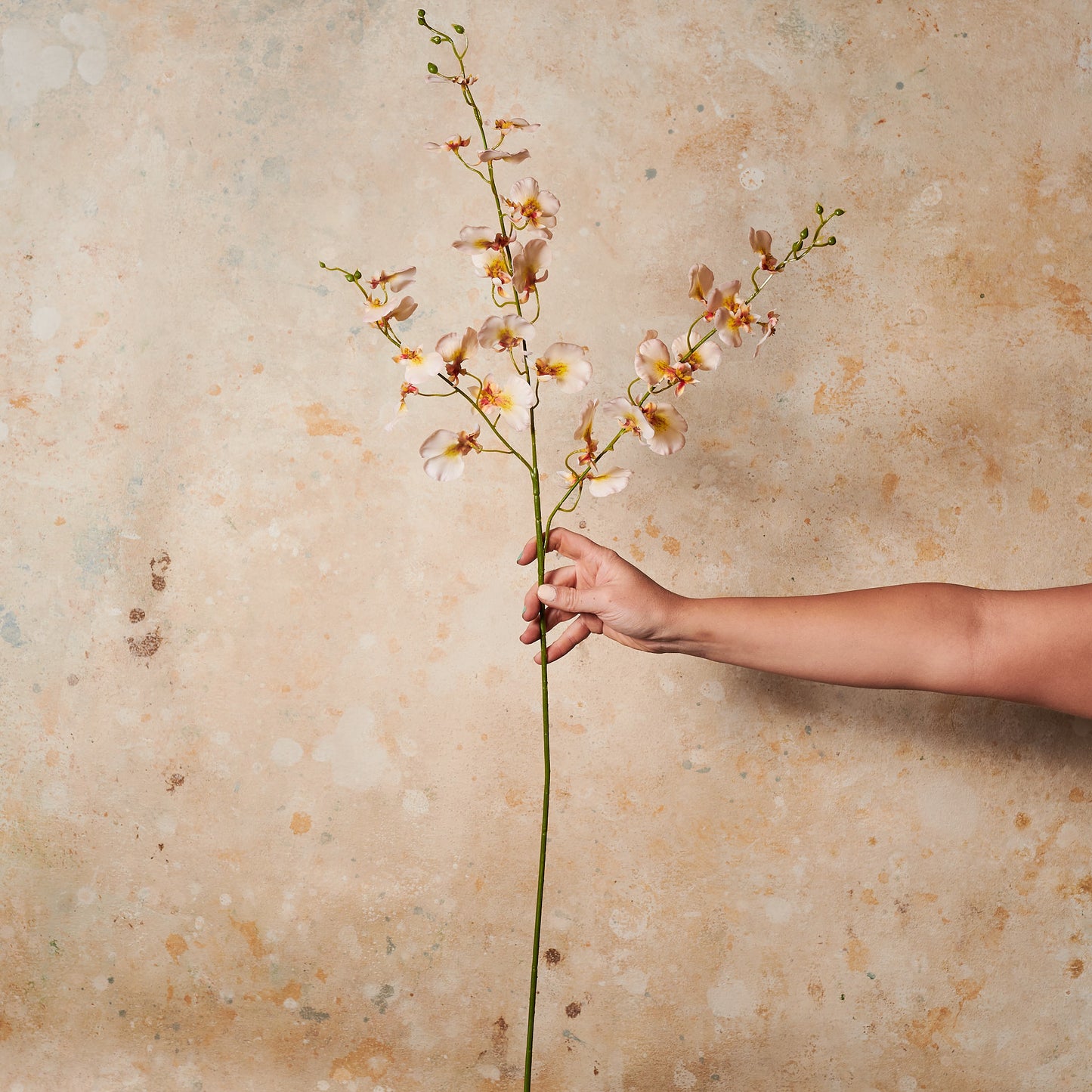 Dancing Orchid Real Touch