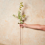 Eucalyptus Blossom Real Touch Flower Stem