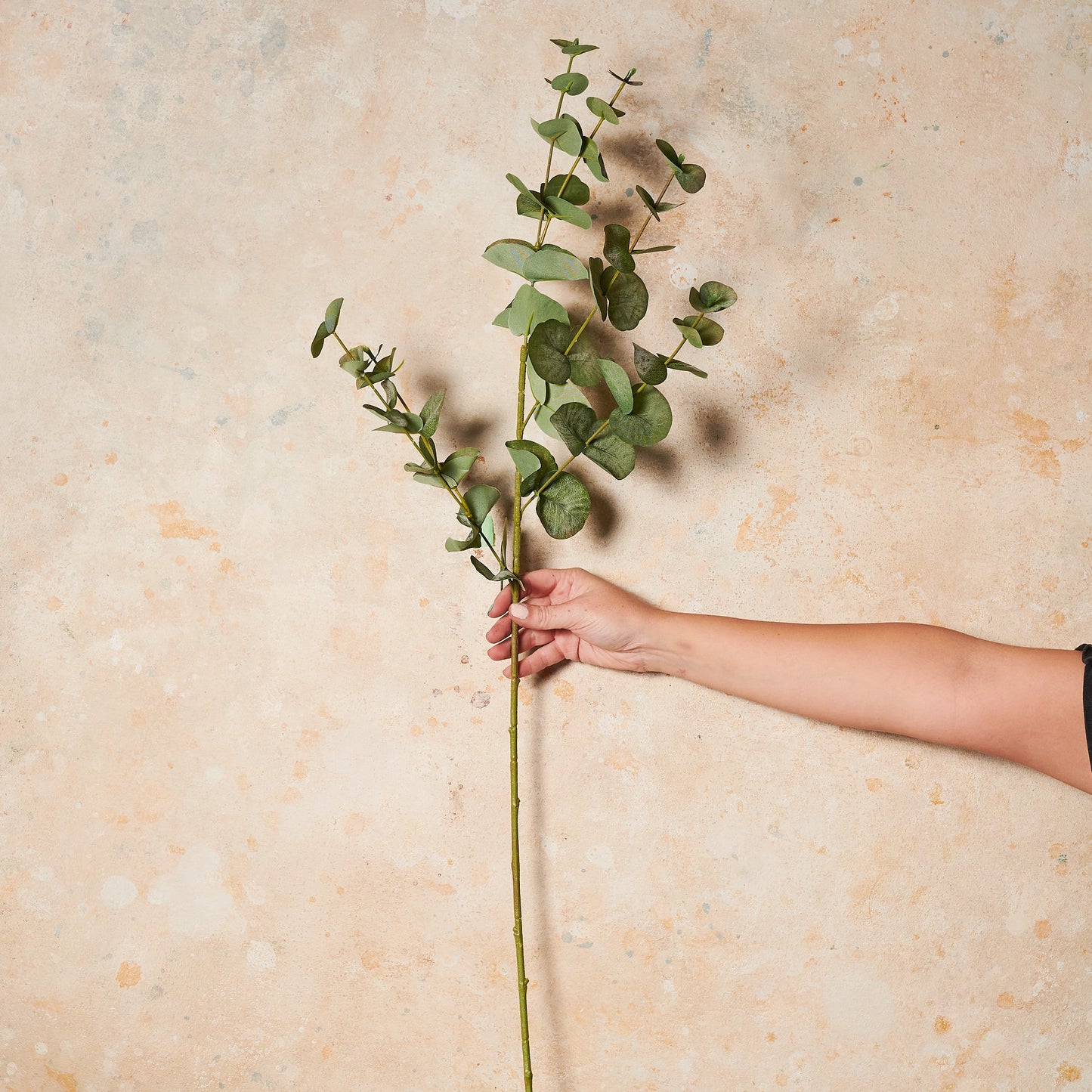 Eucalyptus Dollar Gum Real Touch Stem