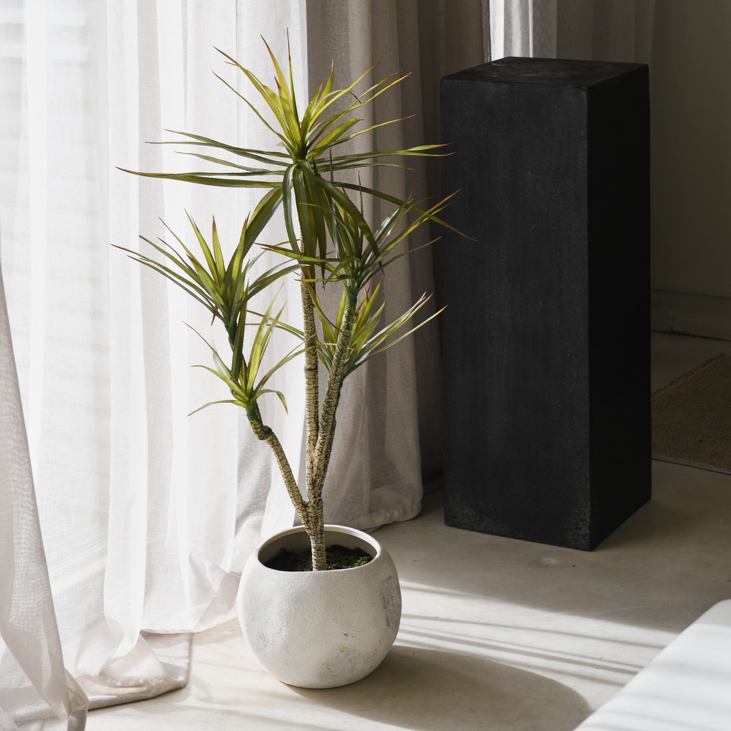 Cooper Yucca Tree and Pot