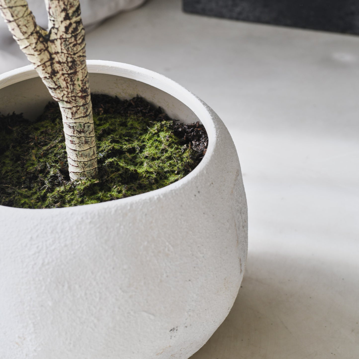 Cooper Yucca Tree and Pot