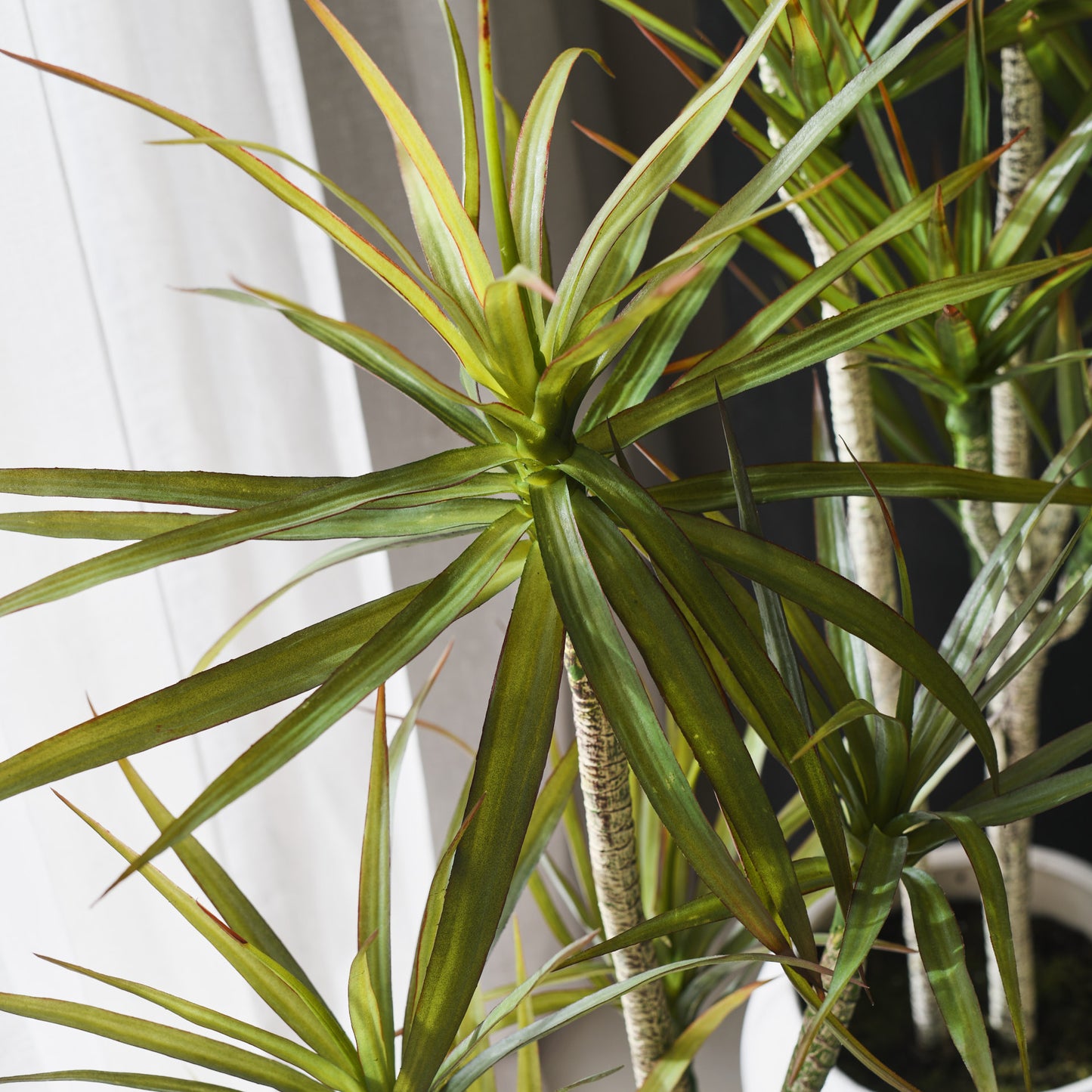 Cooper Yucca Tree and Pot