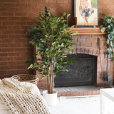James Ficus Tree