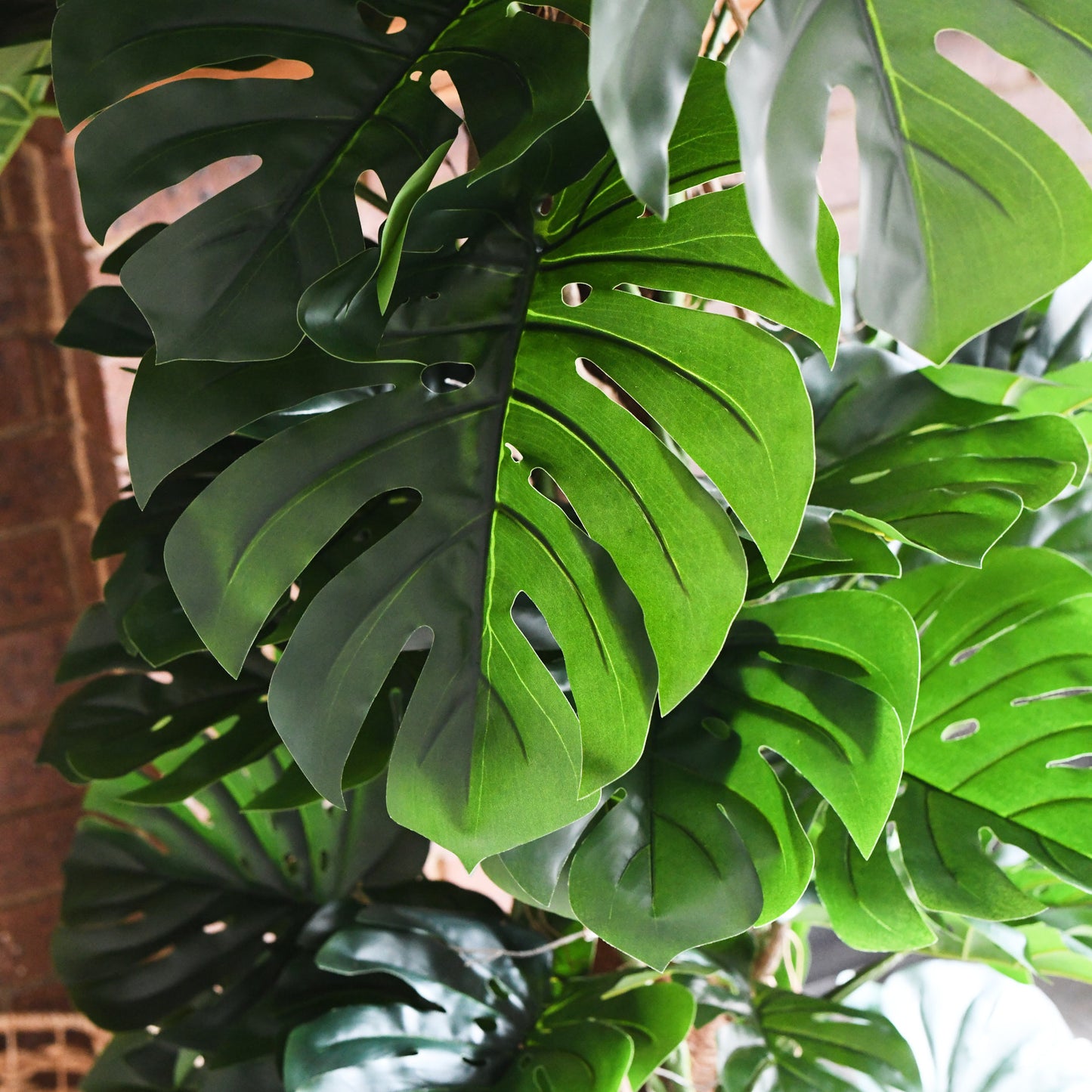 Reuben Monstera Tree and Pot