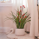 Angus Kangaroo Paw Plant with Pot PRE ORDER