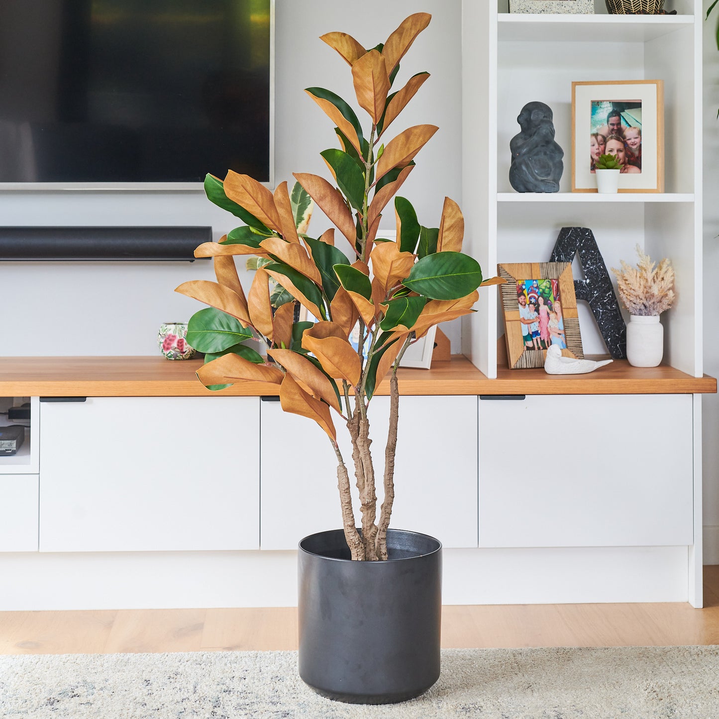 Brielle Magnolia Tree