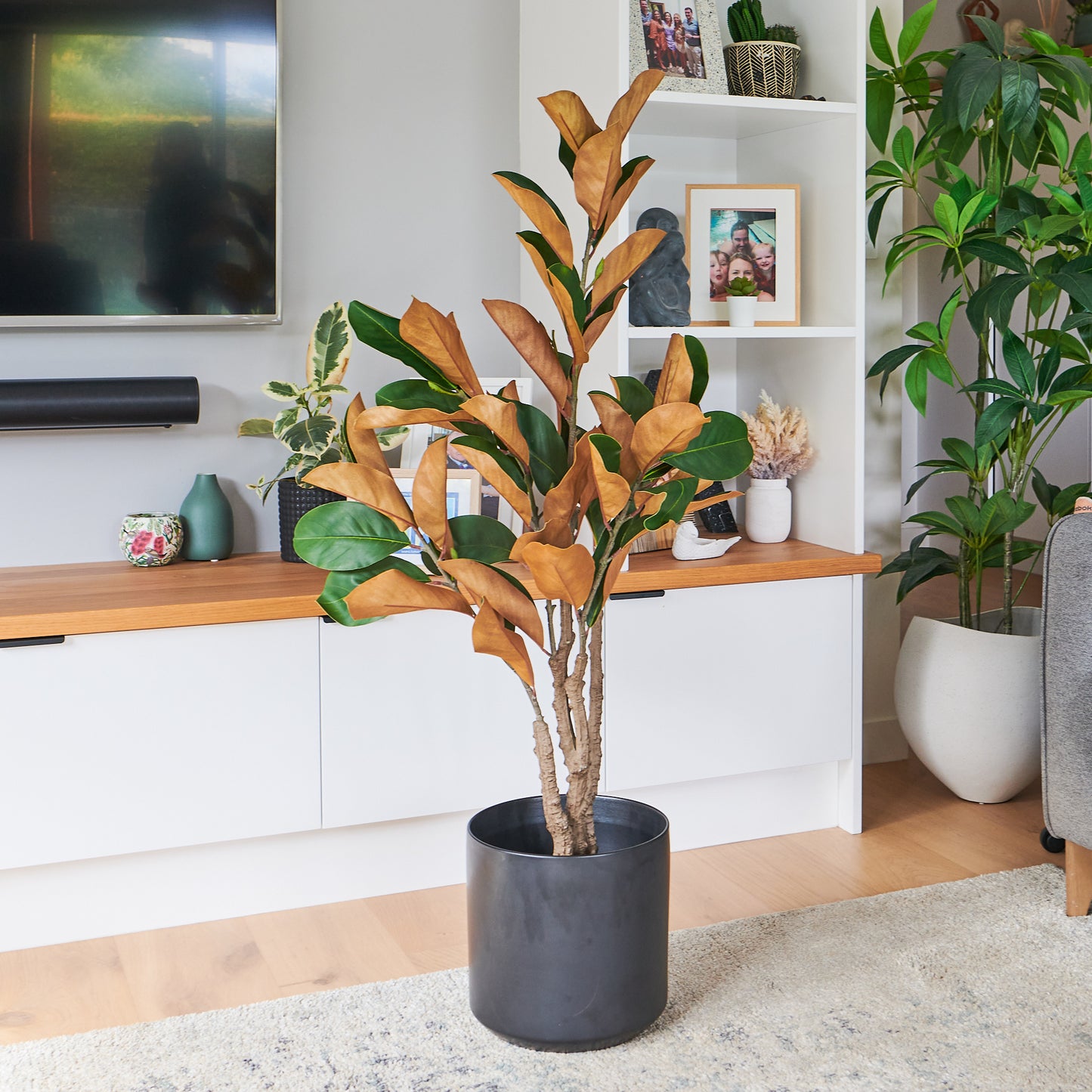 Brielle Magnolia Tree