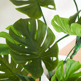 Jasper Premium Monstera Vine Tree