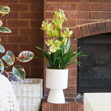 Eloise Cymbidium Orchid in Pot