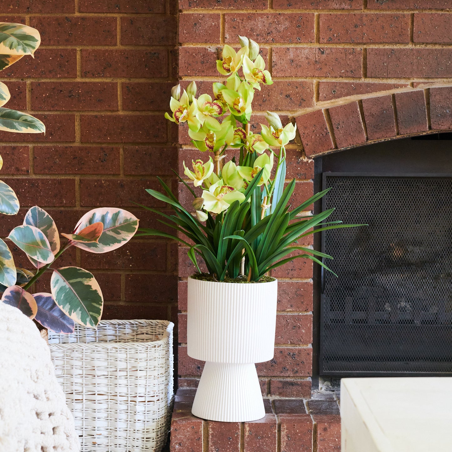 Eloise Cymbidium Orchid in Pot