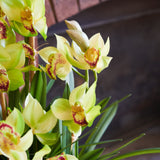 Eloise Cymbidium Orchid in Pot