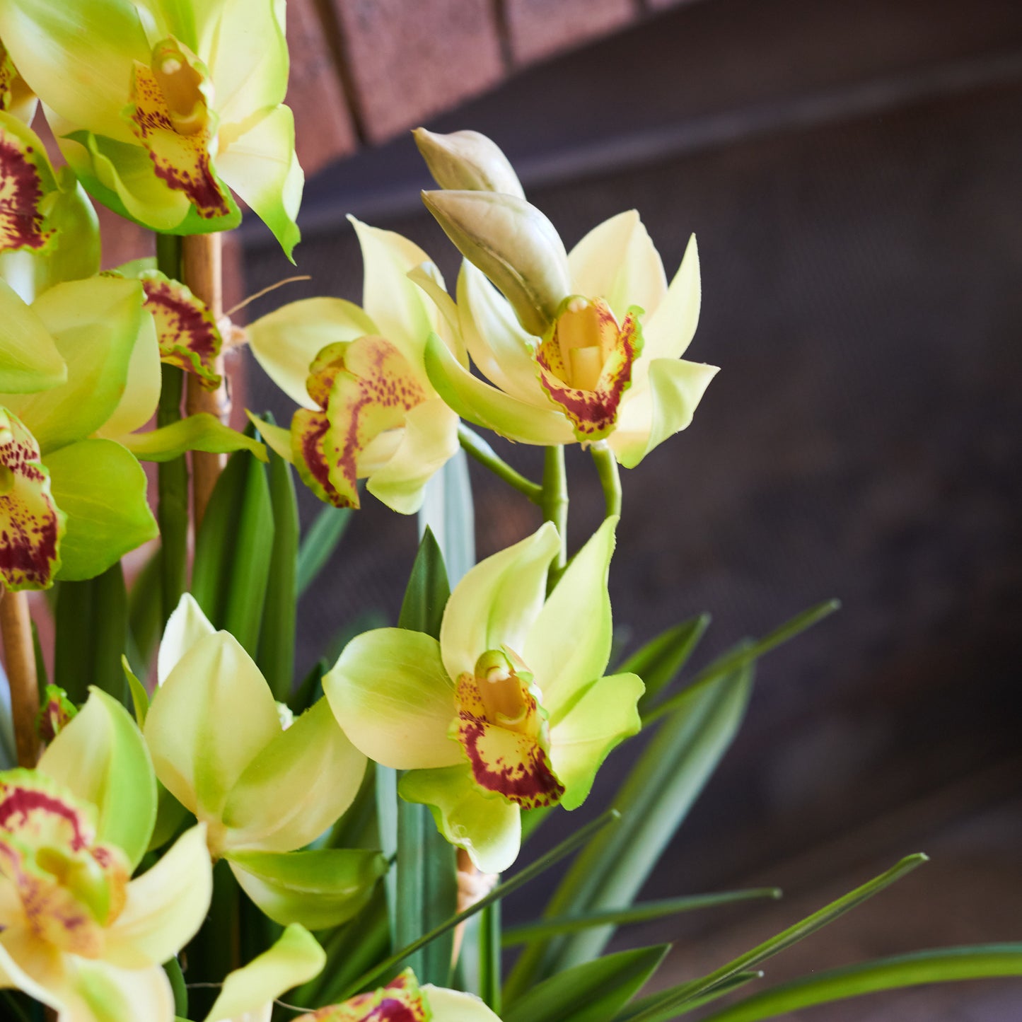 Eloise Cymbidium Orchid in Pot