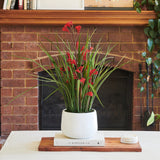 Angus Kangaroo Paw Plant with Pot PRE ORDER