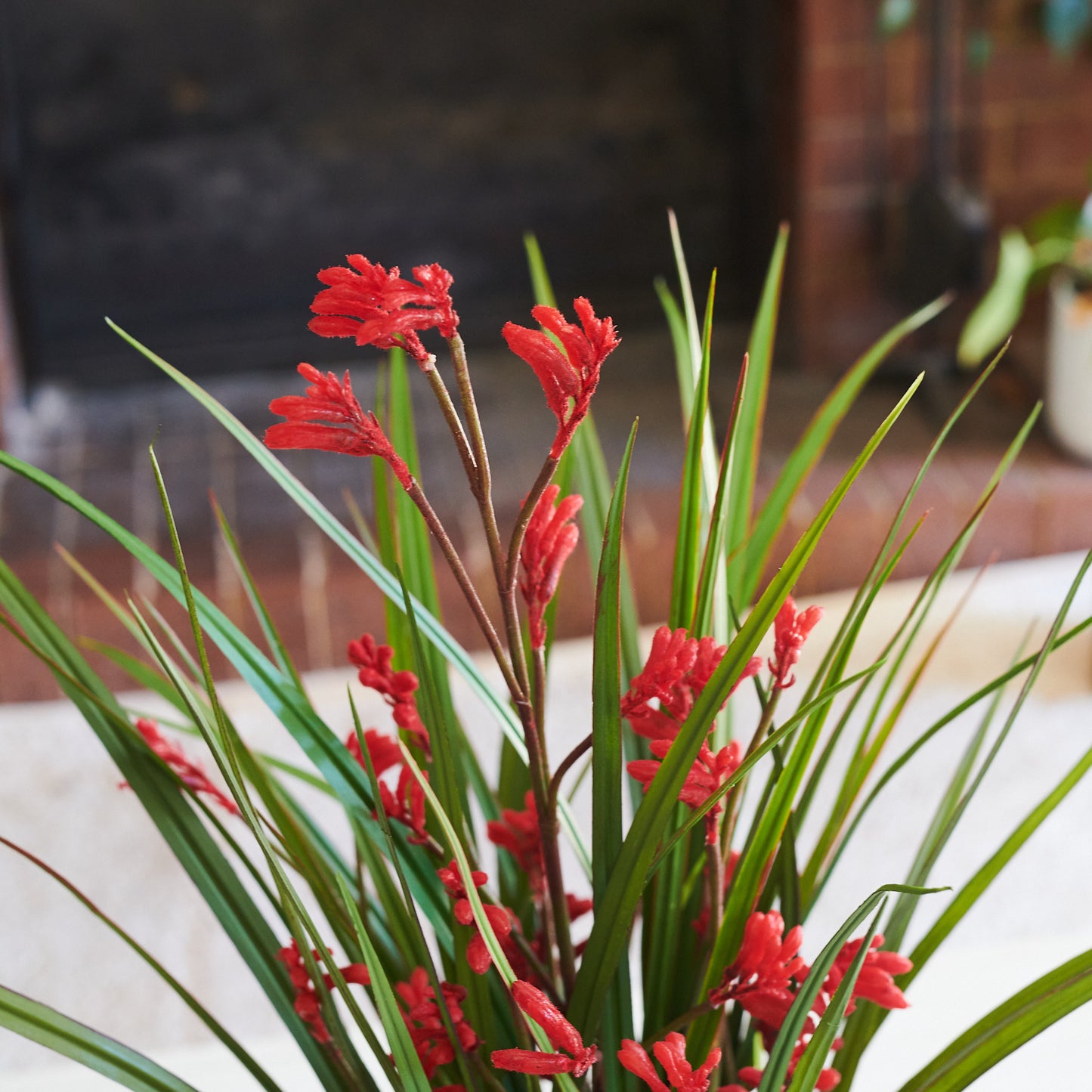 Angus Kangaroo Paw Plant with Pot
