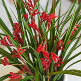 Angus Kangaroo Paw Plant with Pot PRE ORDER