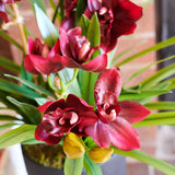 Eloise Cymbidium Orchid in Pot
