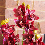 Eloise Cymbidium Orchid in Pot