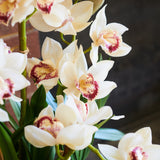 Eloise Cymbidium Orchid in Pot