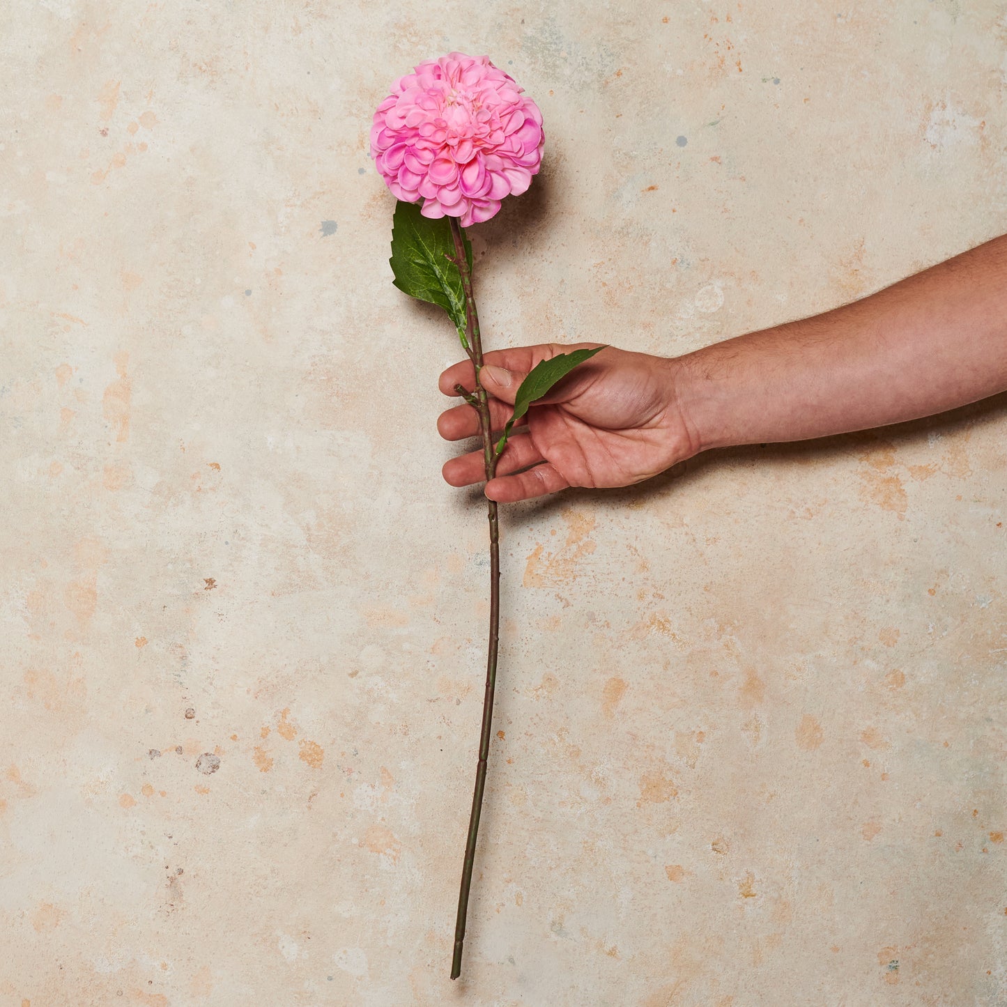Pompon Dahlia Real Touch Flower Stem