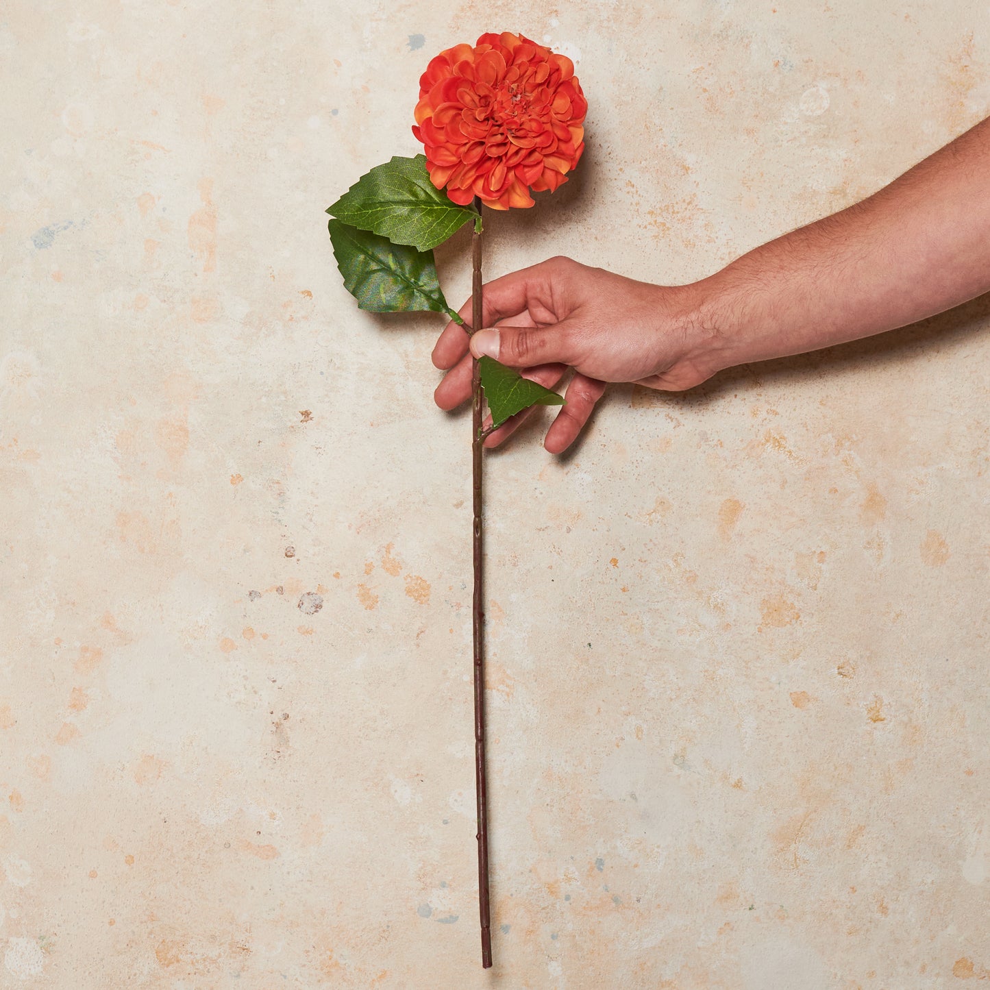 Pompon Dahlia Real Touch Flower Stem