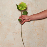 Pompon Dahlia Real Touch Flower Stem