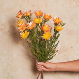 Kaaps Real Touch Flower Stem