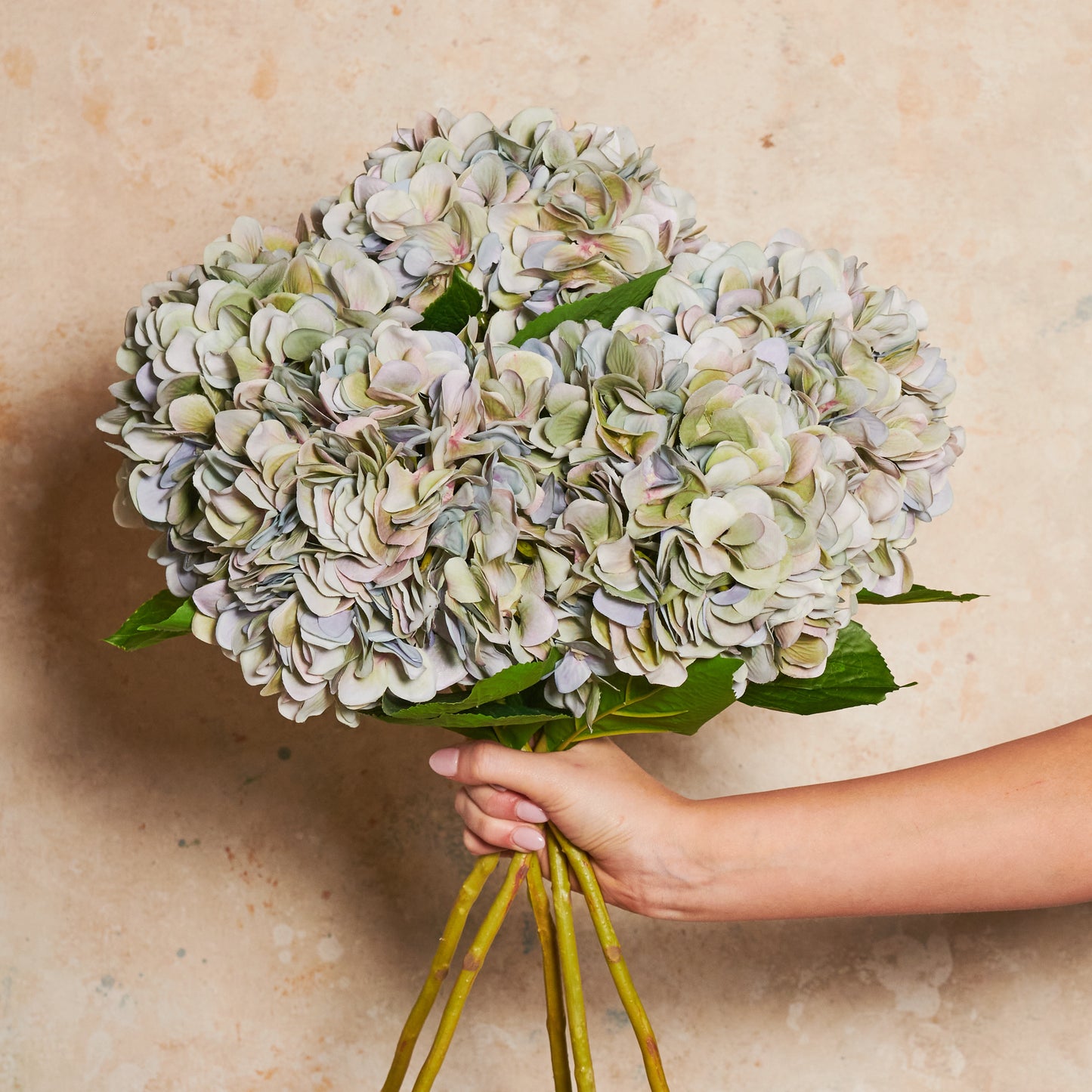 Hydrangea Flower Stem