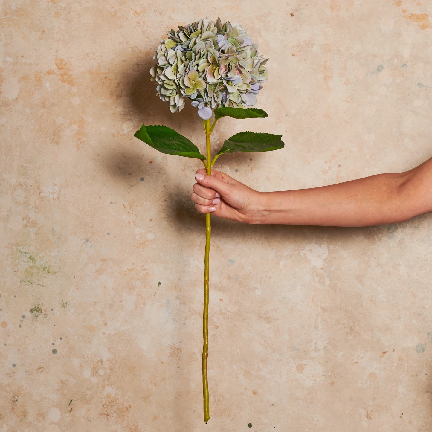 Hydrangea Flower Stem