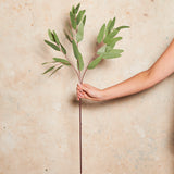 Eucalyptus Pointed Gum Real Touch Stem