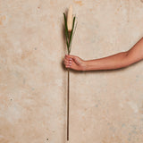 Cone Banksia Real Touch Flower Stem