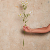 Wild Flower Spray Real Touch Flower Stem