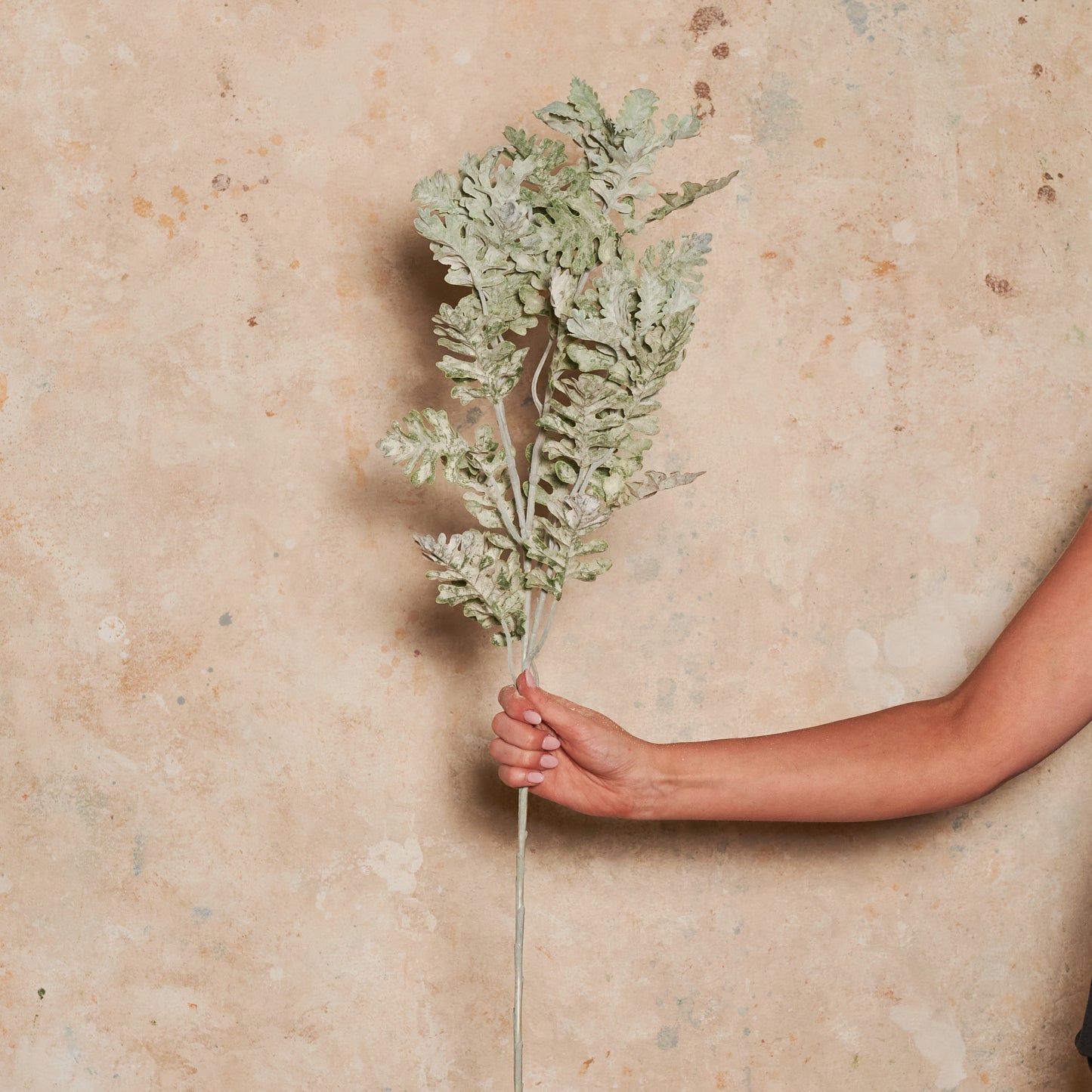 Dusty Miller Spray Real Touch Stem
