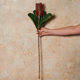 Banksia Robur Real Touch Flower Stem
