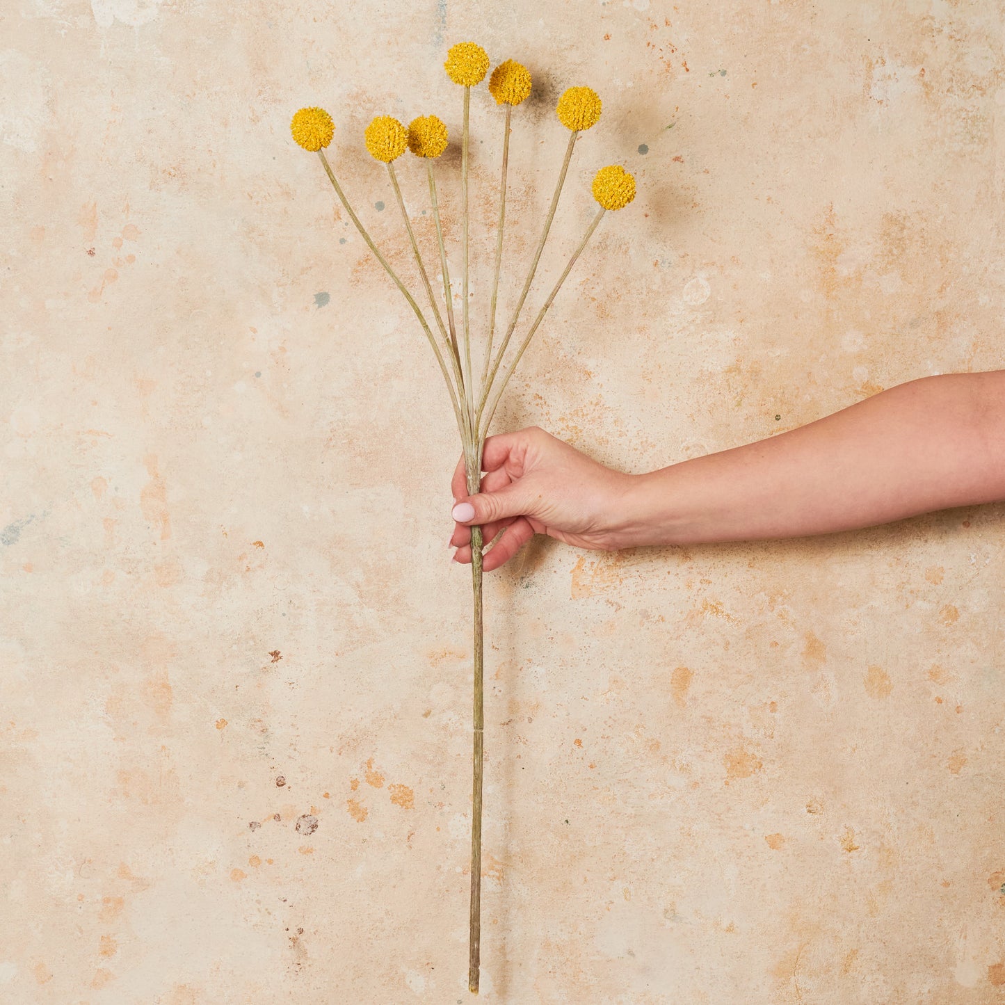 Billy Button Real Touch Flower Stem
