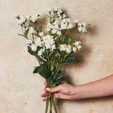 Astrantia Real Touch Flower Stem