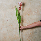 Ginger Flower Real Touch Stem