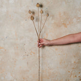 Poppy Seed Spray Real Touch Flower Stem
