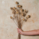 Poppy Seed Spray Real Touch Flower Stem