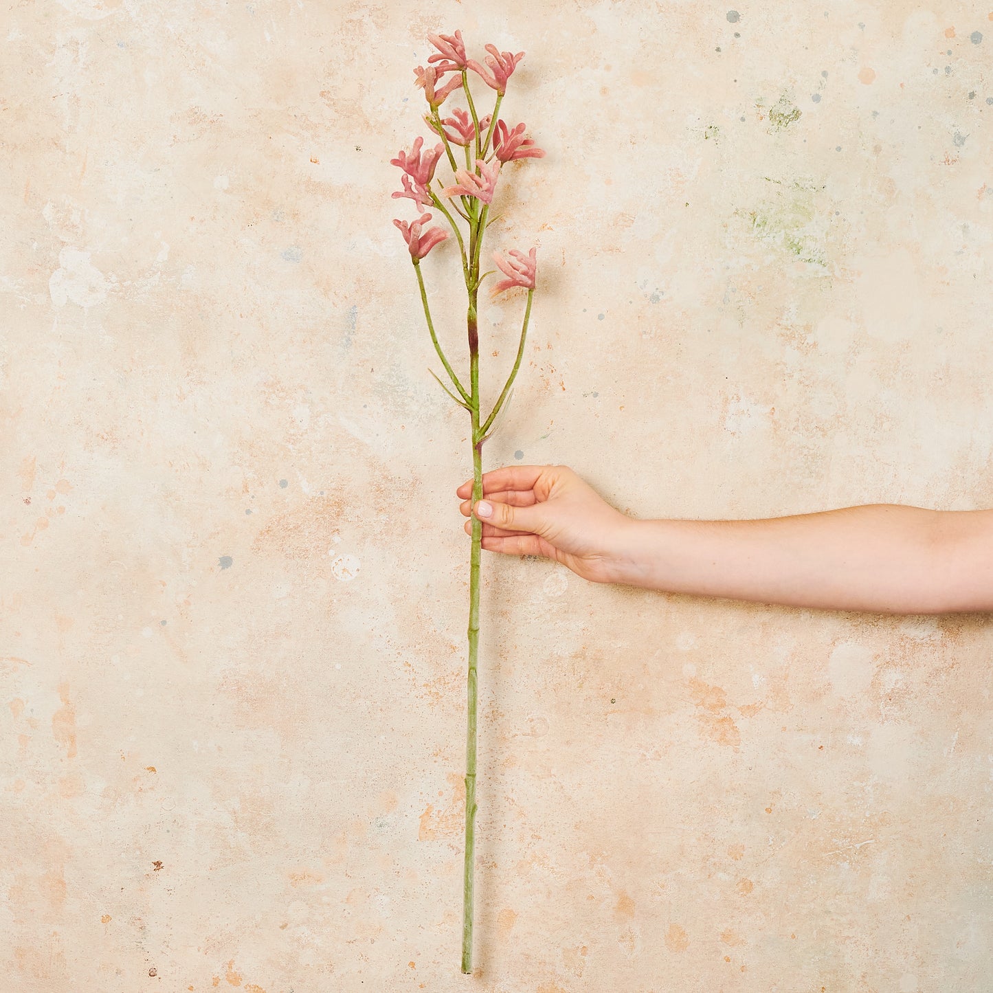Kangaroo Paw Real Touch Flower Stem