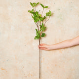 Enki Leaf Real Touch Stem
