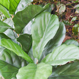 UV Resistant Fiddle Tree
