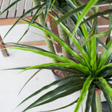 UV Resistant Dracaena Grass Tree