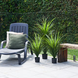 UV Resistant Yucca Plant