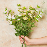 Ranunculus Spray Flower Stem