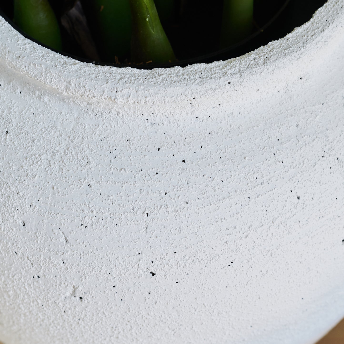 Zoe Zanzibar Gem Plant with Pot