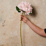 Hydrangea Flower Stem