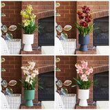 Eloise Cymbidium Orchid in Pot